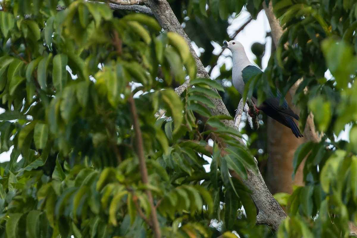 holub papuánský - ML617239957