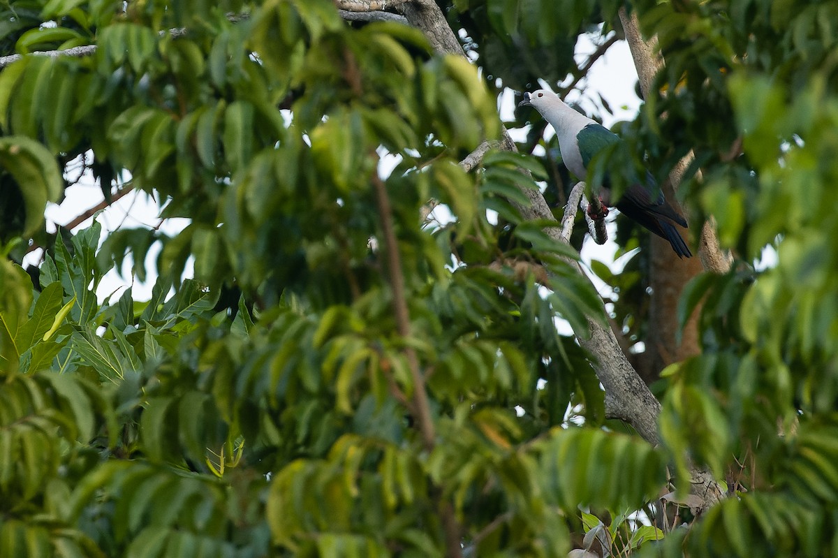 holub papuánský - ML617239962