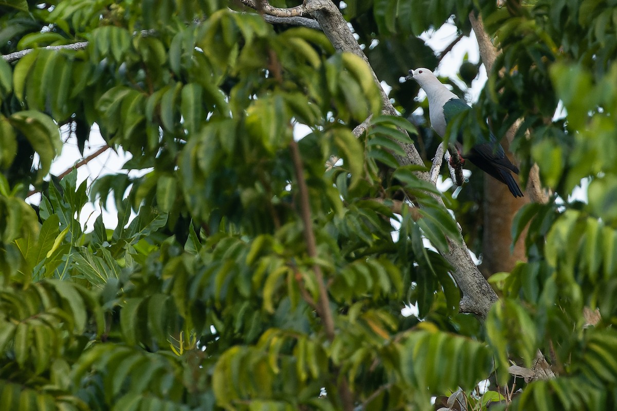 holub papuánský - ML617239965