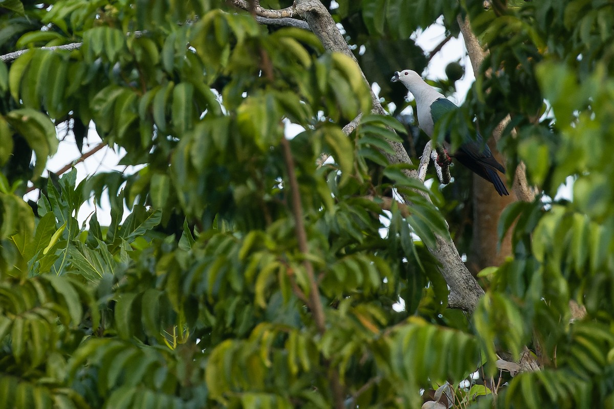 holub papuánský - ML617239967