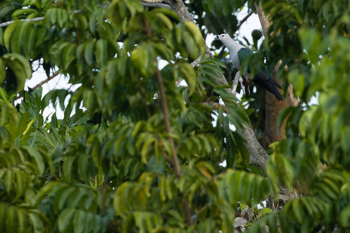 holub papuánský - ML617239968