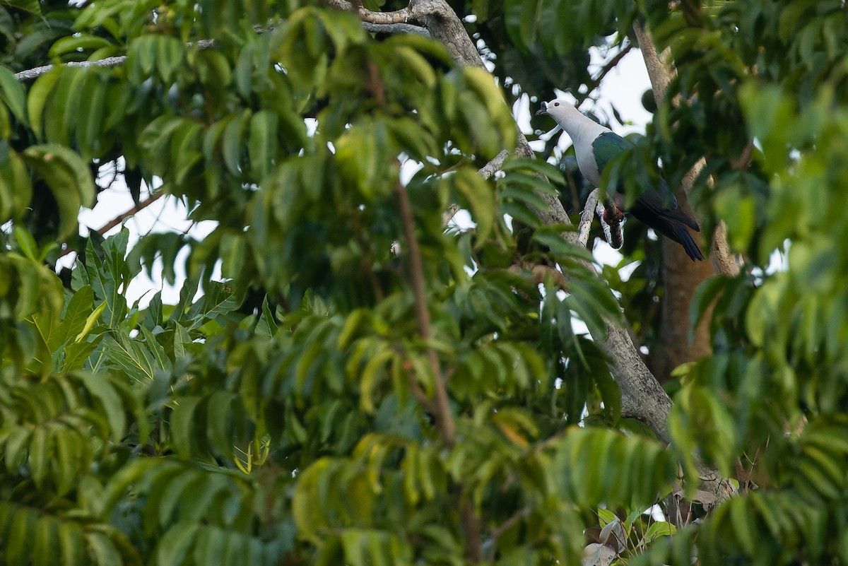 holub papuánský - ML617239969