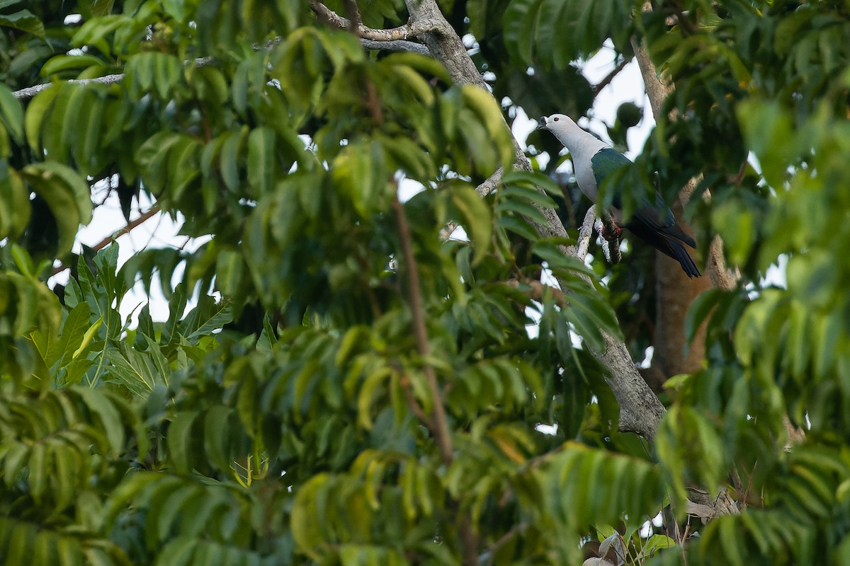 holub papuánský - ML617239970