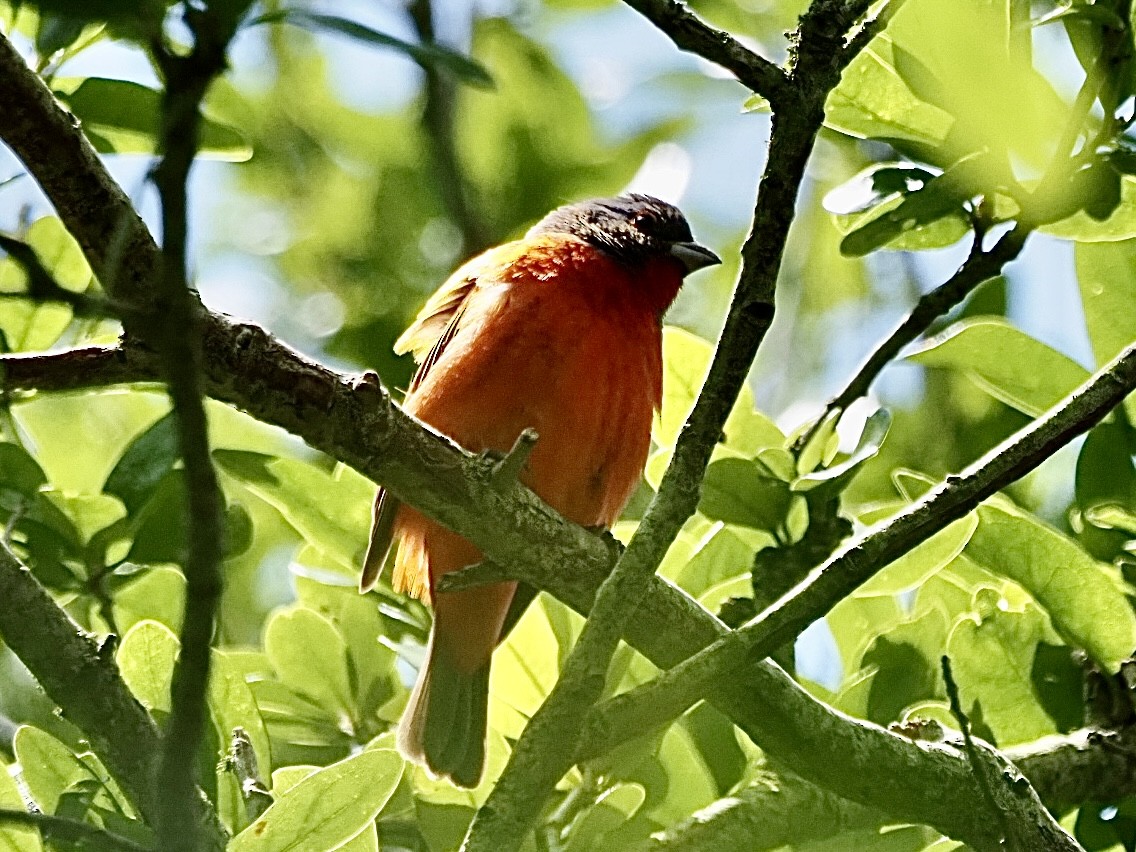 Painted Bunting - ML617239972