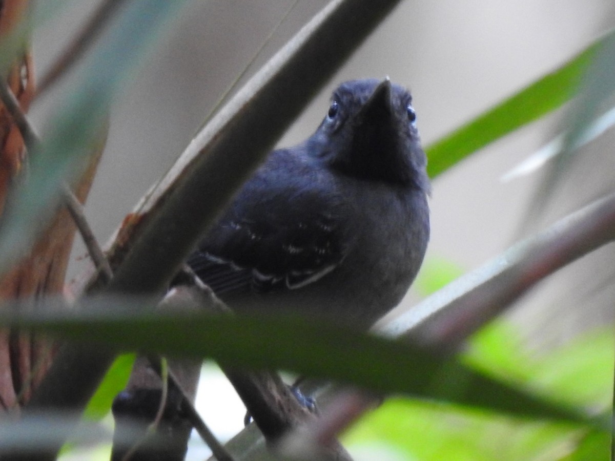 Black-chinned Antbird - ML617239993