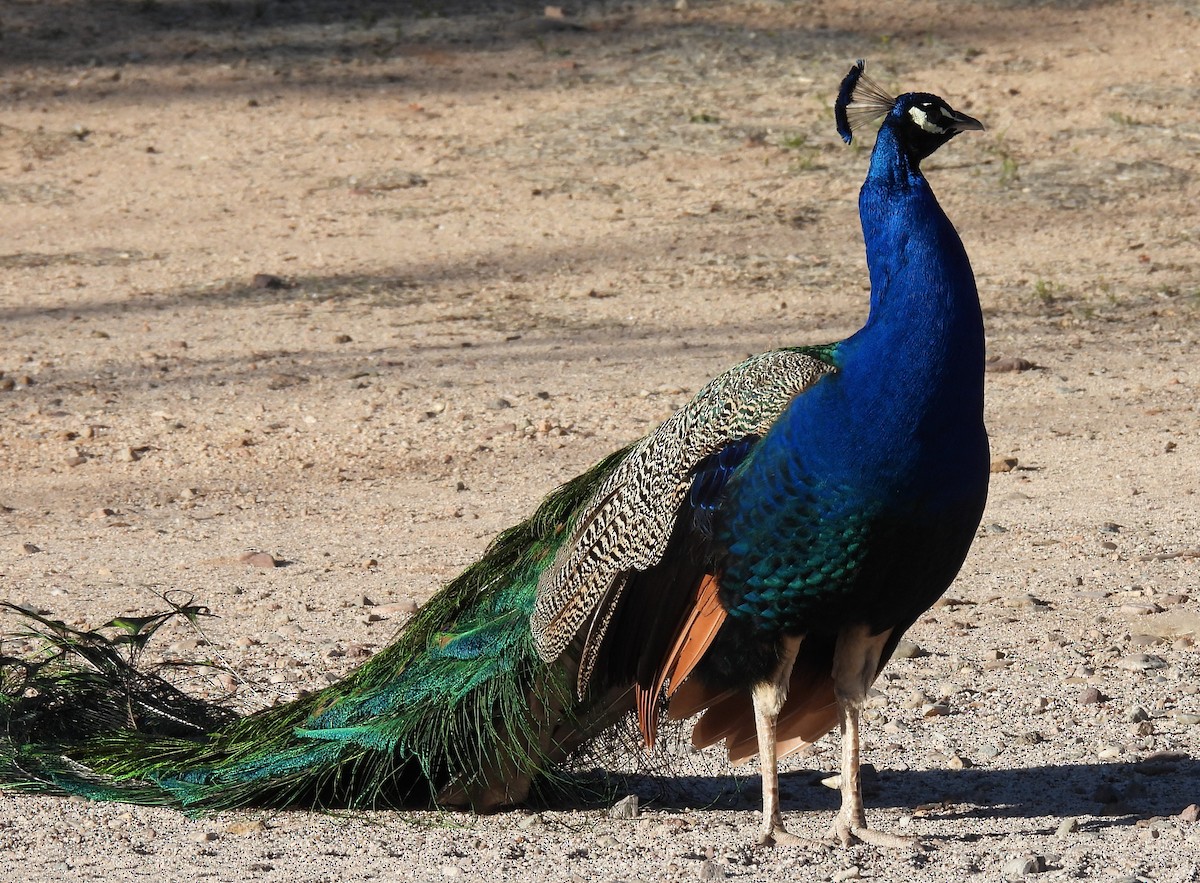Indian Peafowl (Domestic type) - ML617239996