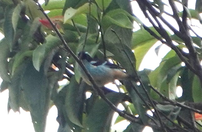Blue-browed Tanager - ML617240038
