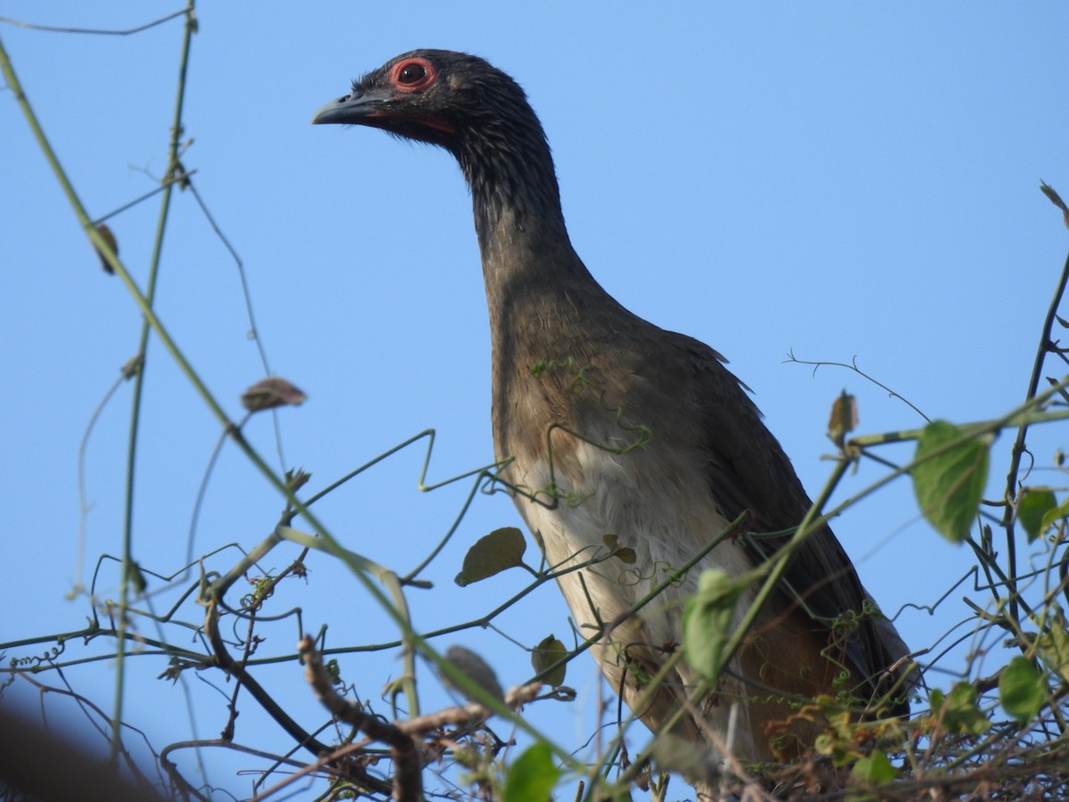 West Mexican Chachalaca - ML617240140