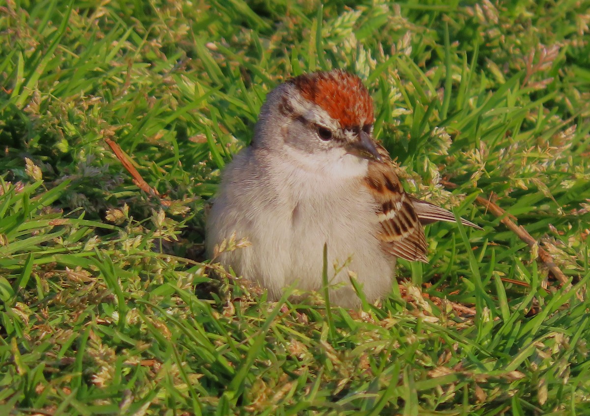 Chipping Sparrow - ML617240197