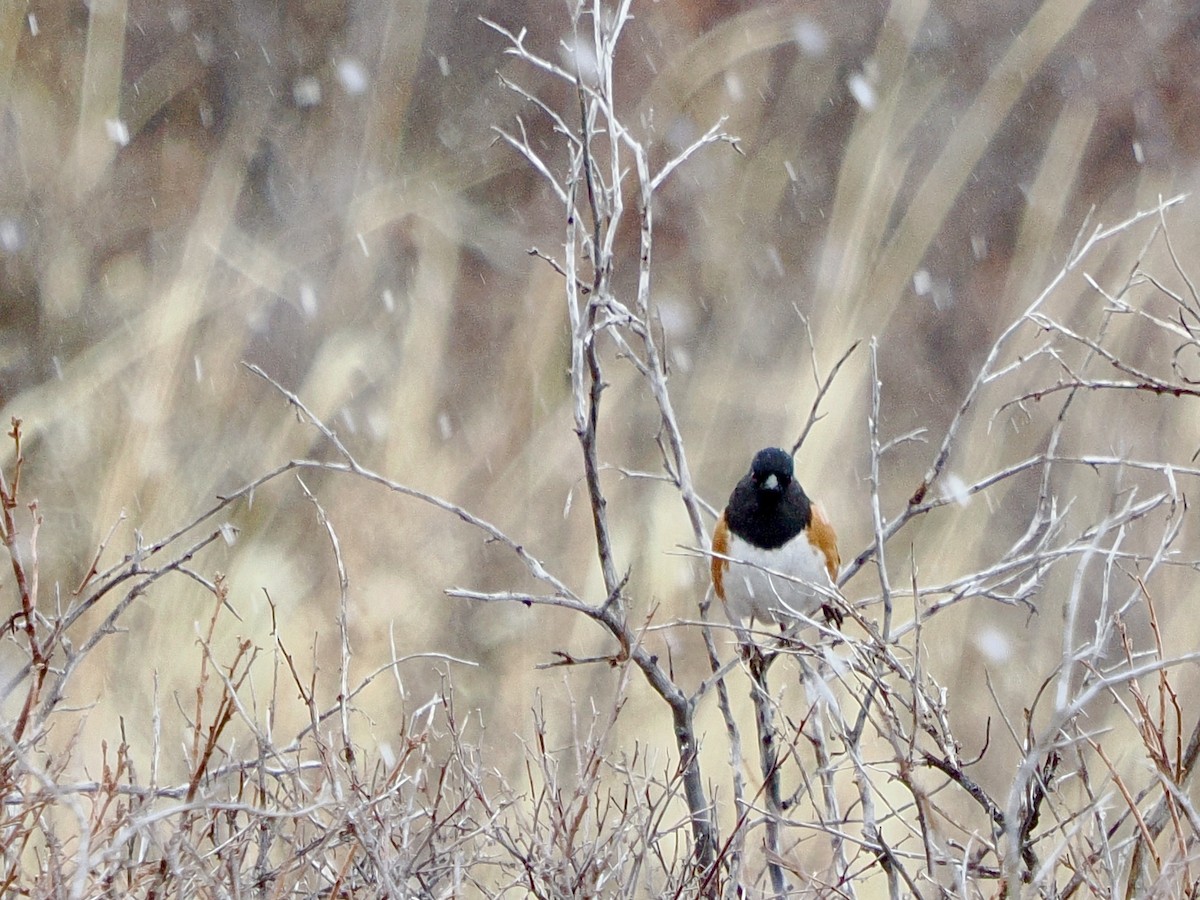 Spotted Towhee (maculatus Group) - Will Morris