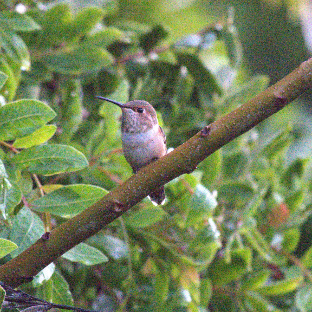 Allen's Hummingbird - ML617240454