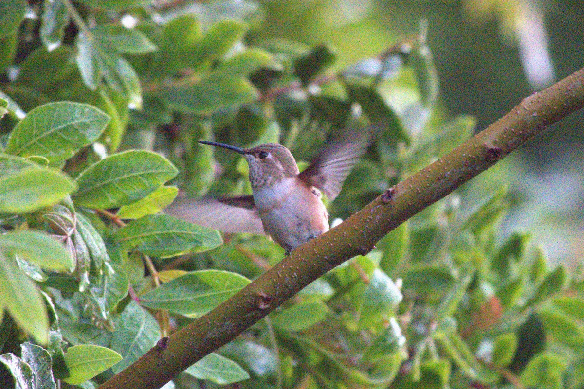 Allen's Hummingbird - ML617240456