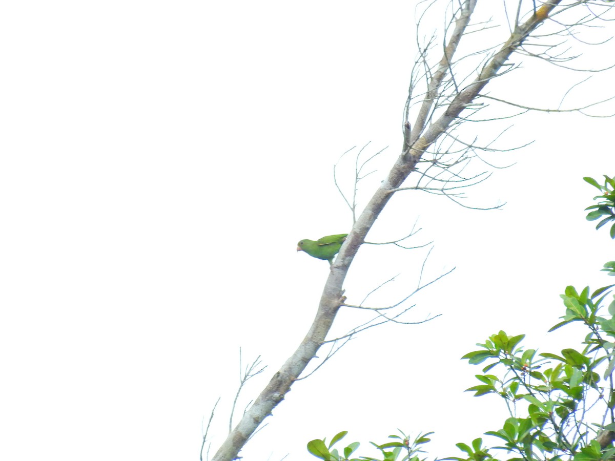 Golden-winged Parakeet - ML617240502