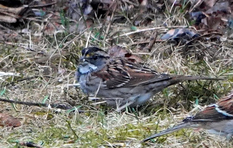 White-throated Sparrow - Peter Blancher
