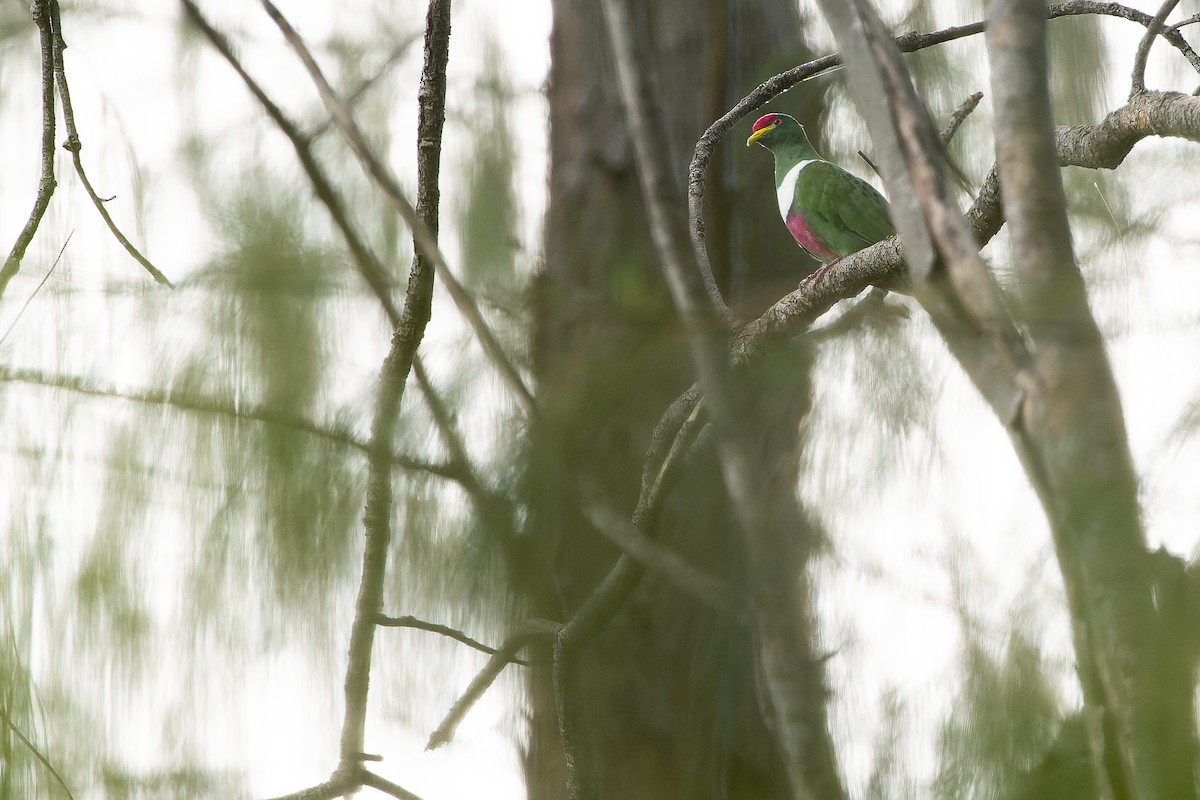 White-breasted Fruit-Dove (Moluccan) - ML617240639