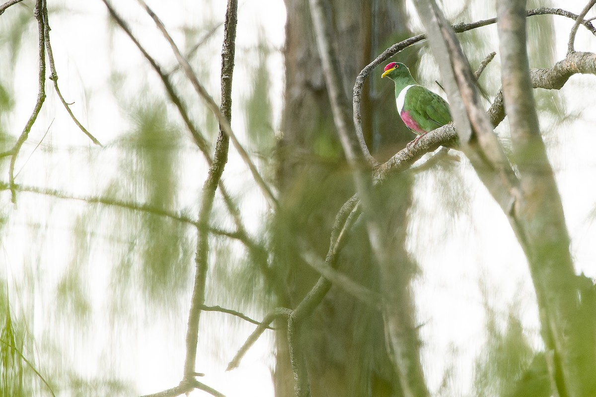 White-breasted Fruit-Dove (Moluccan) - ML617240640