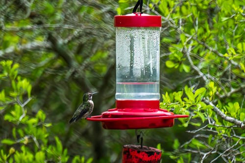 Ruby-throated Hummingbird - ML617240734