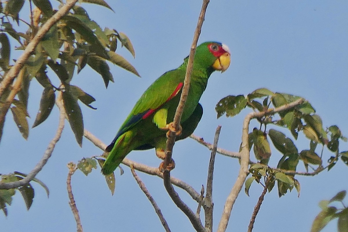 White-fronted Parrot - ML617240867
