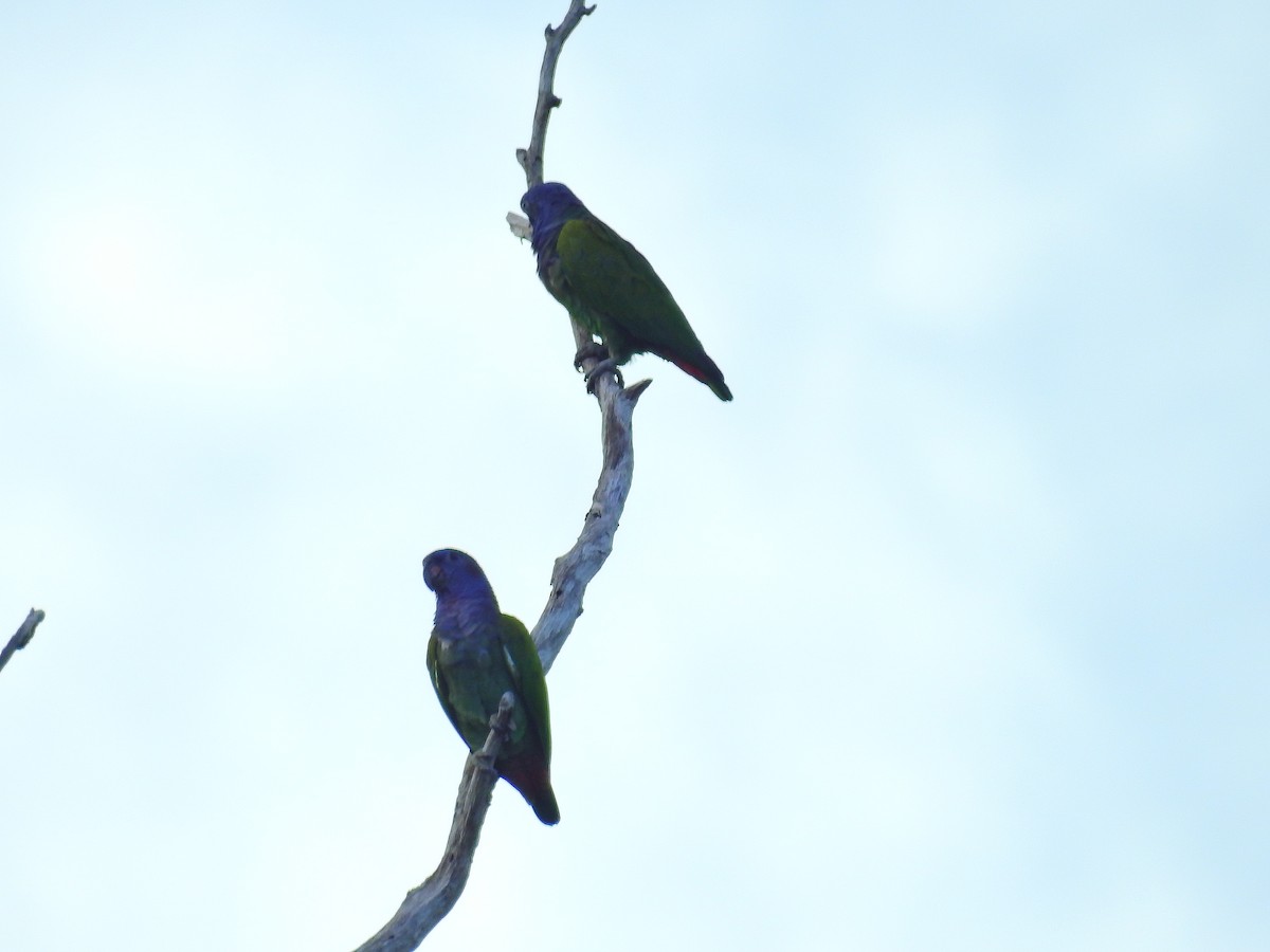Blue-headed Parrot (Blue-headed) - ML617240901