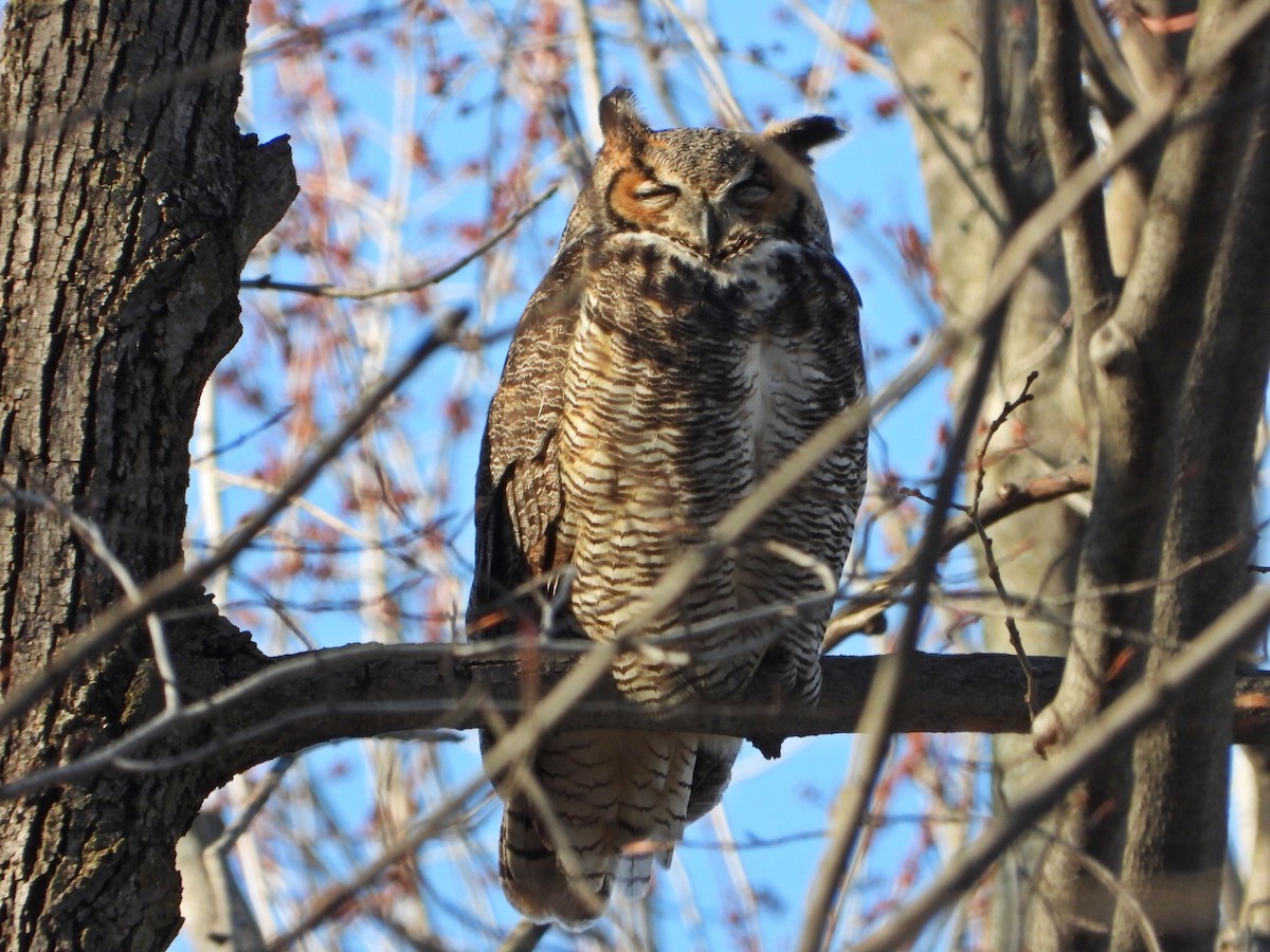 Great Horned Owl - ML617240913