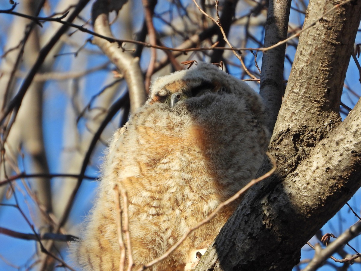 Great Horned Owl - ML617240915