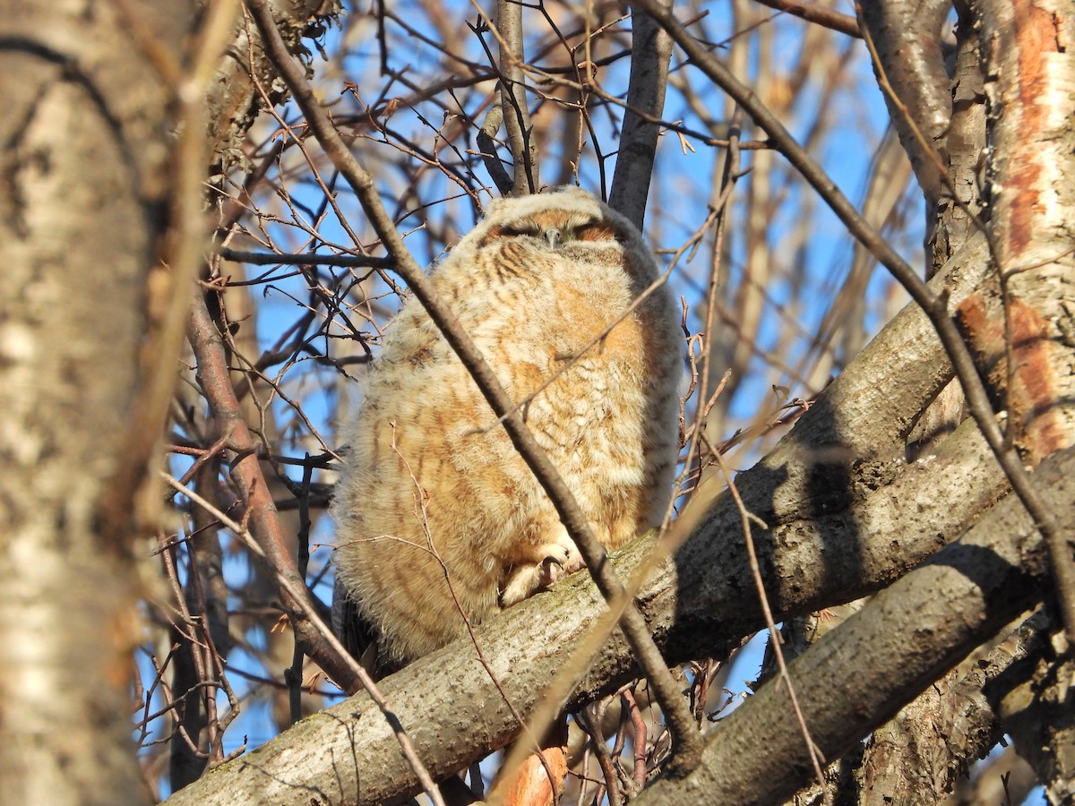 Great Horned Owl - ML617240916