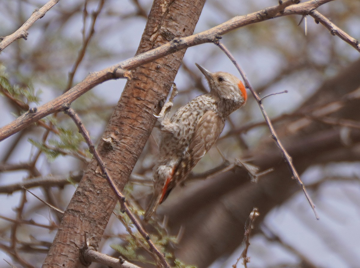 Little Gray Woodpecker - ML617241014