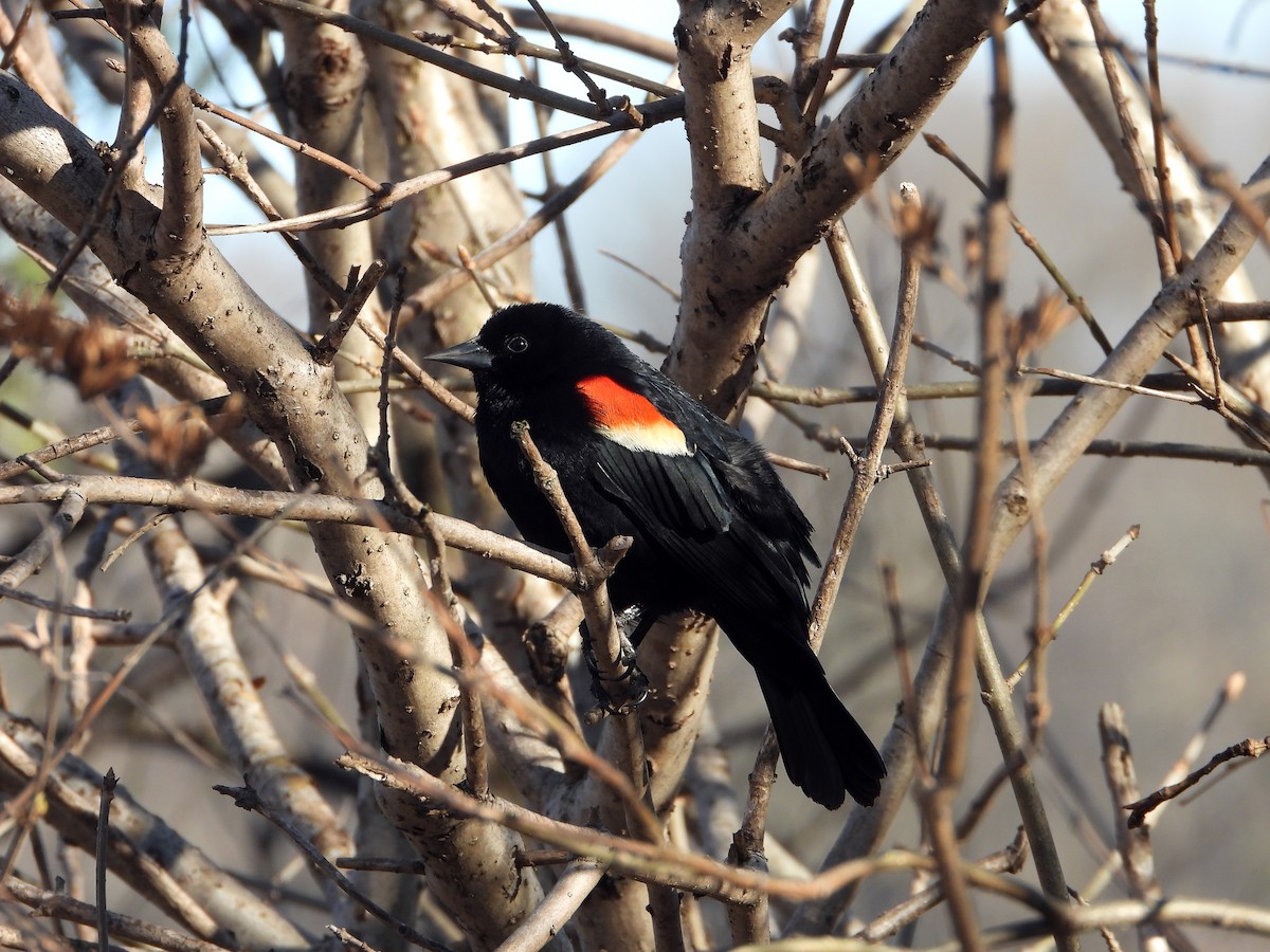 Red-winged Blackbird - ML617241091