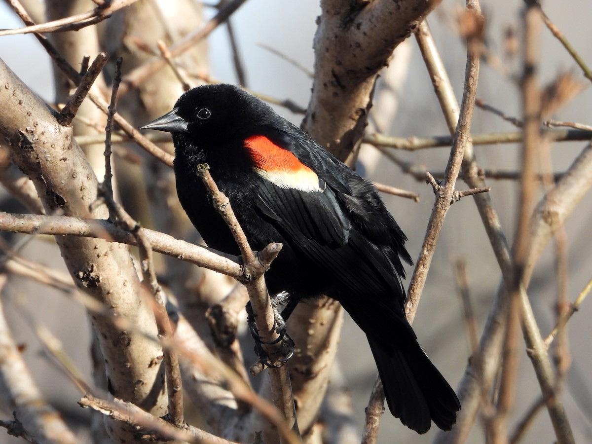 Red-winged Blackbird - ML617241092