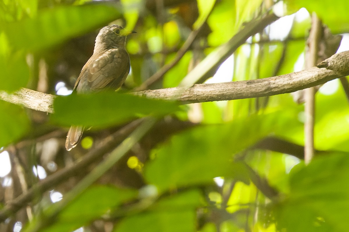 Brush Cuckoo (Australasian) - ML617241184