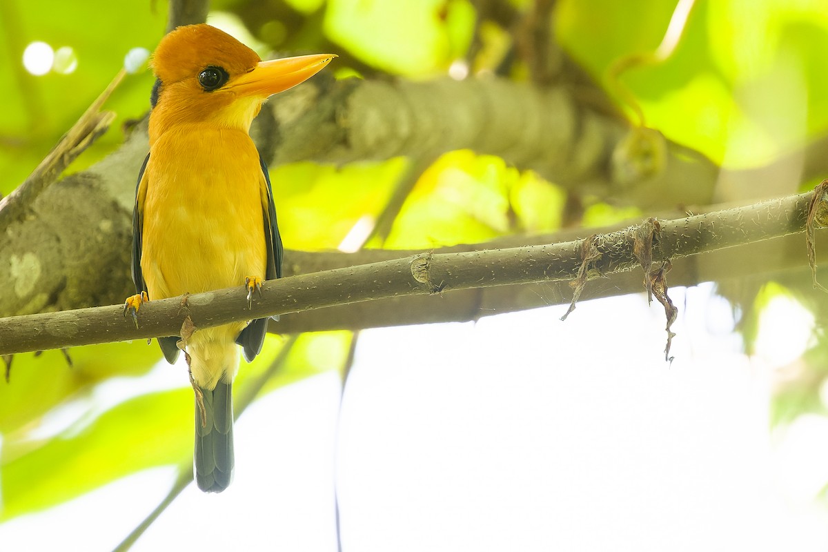 Yellow-billed Kingfisher - Joachim Bertrands
