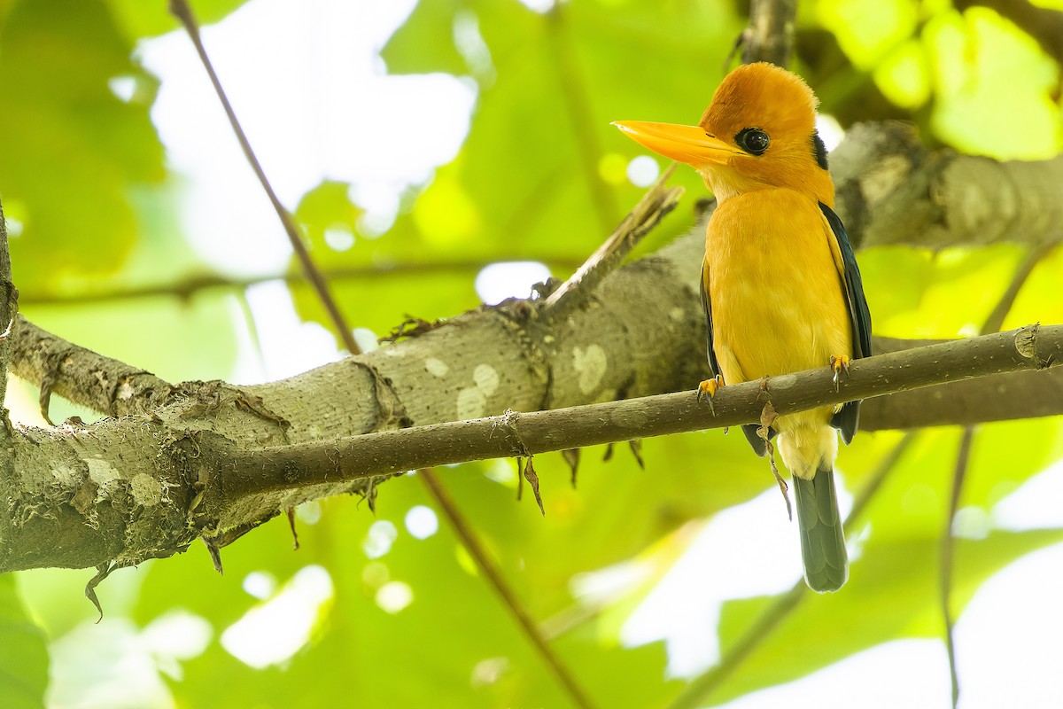 Yellow-billed Kingfisher - ML617241250