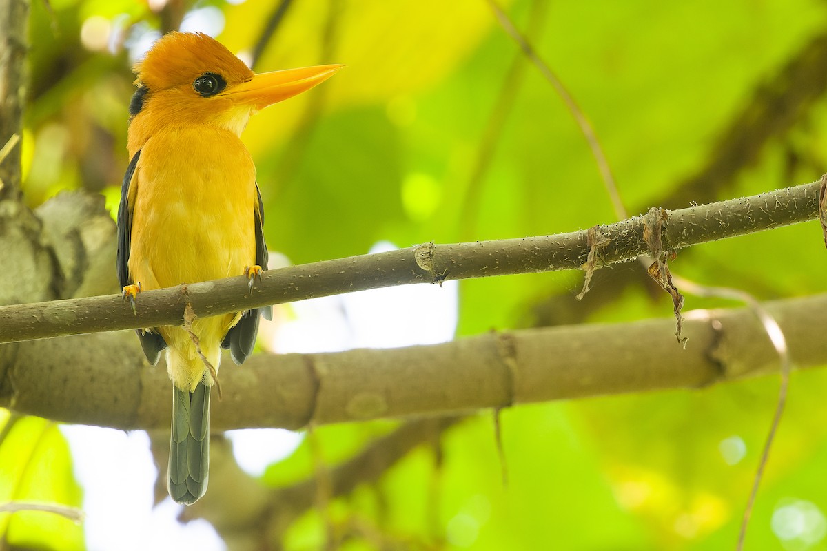 Yellow-billed Kingfisher - ML617241251