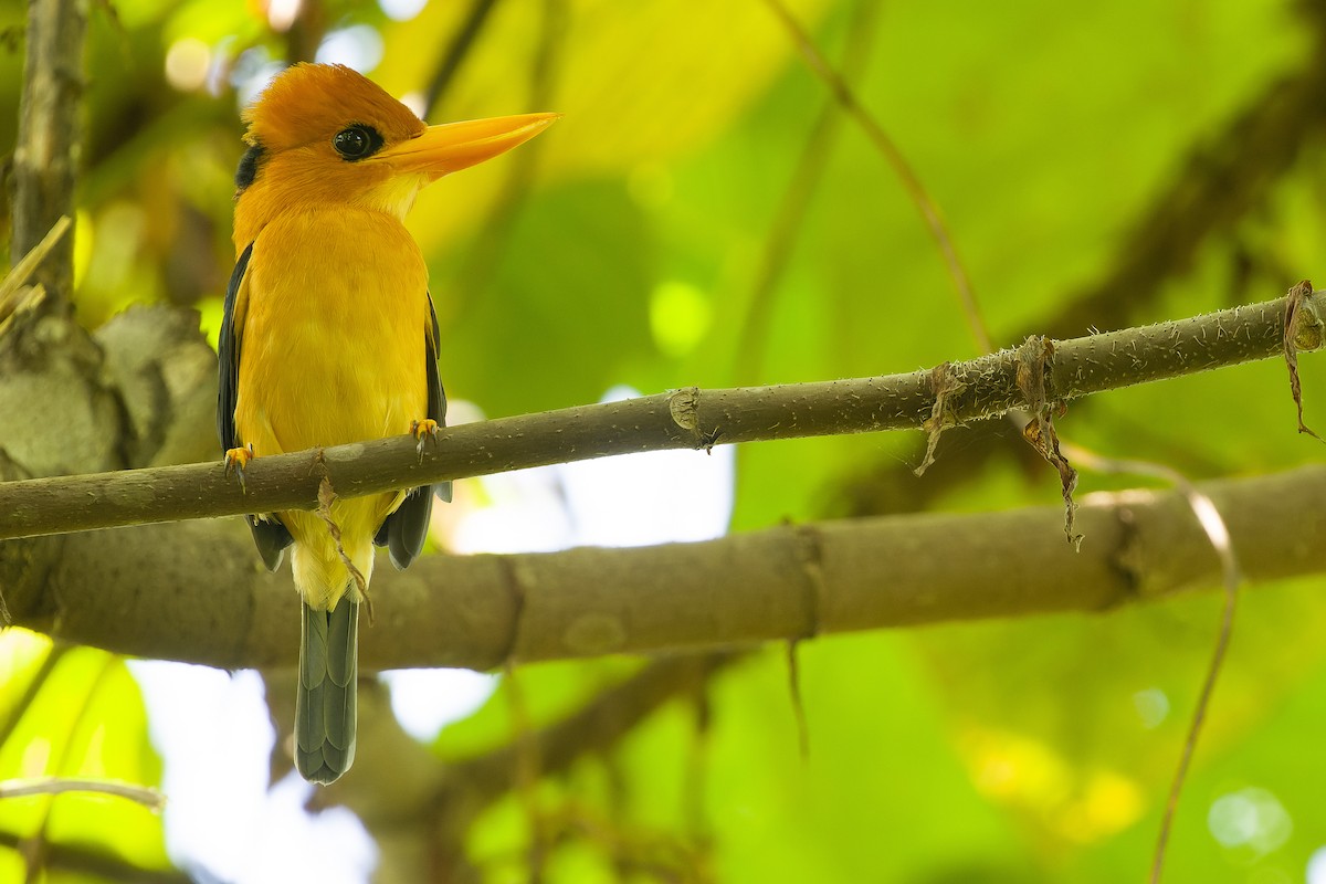 Yellow-billed Kingfisher - ML617241257