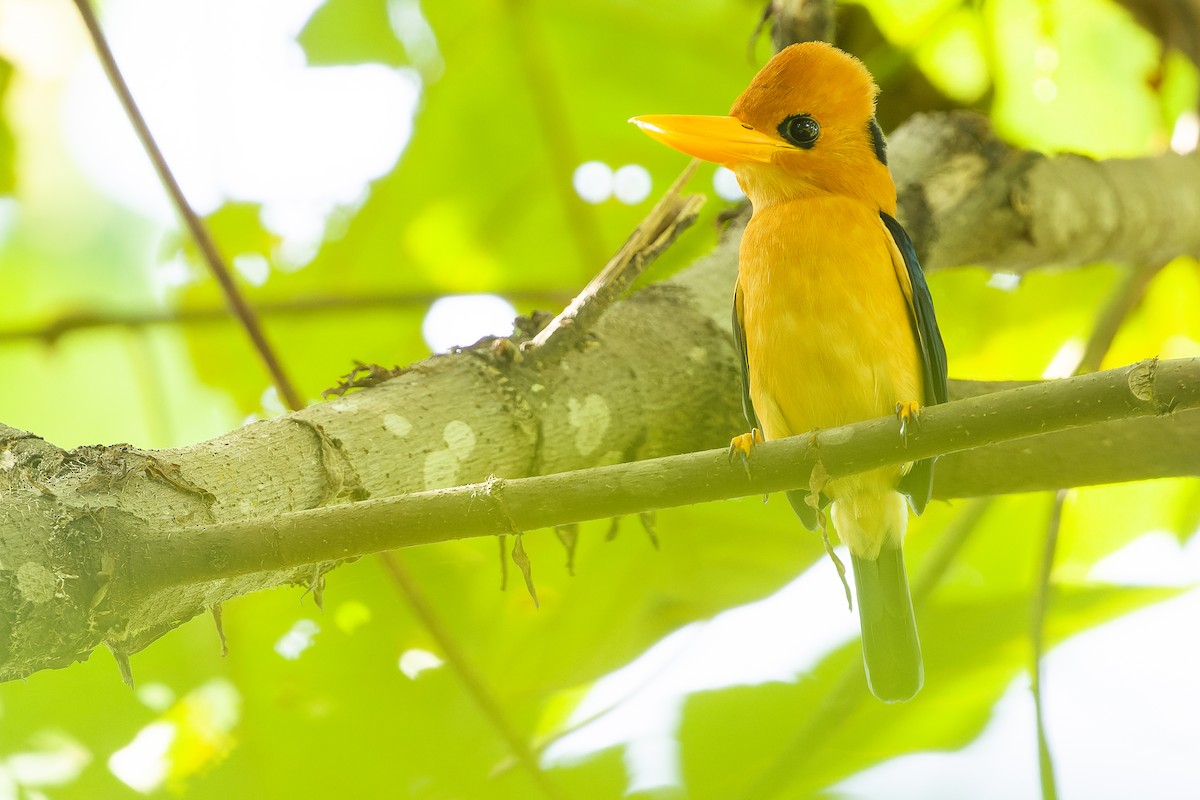 Yellow-billed Kingfisher - ML617241258