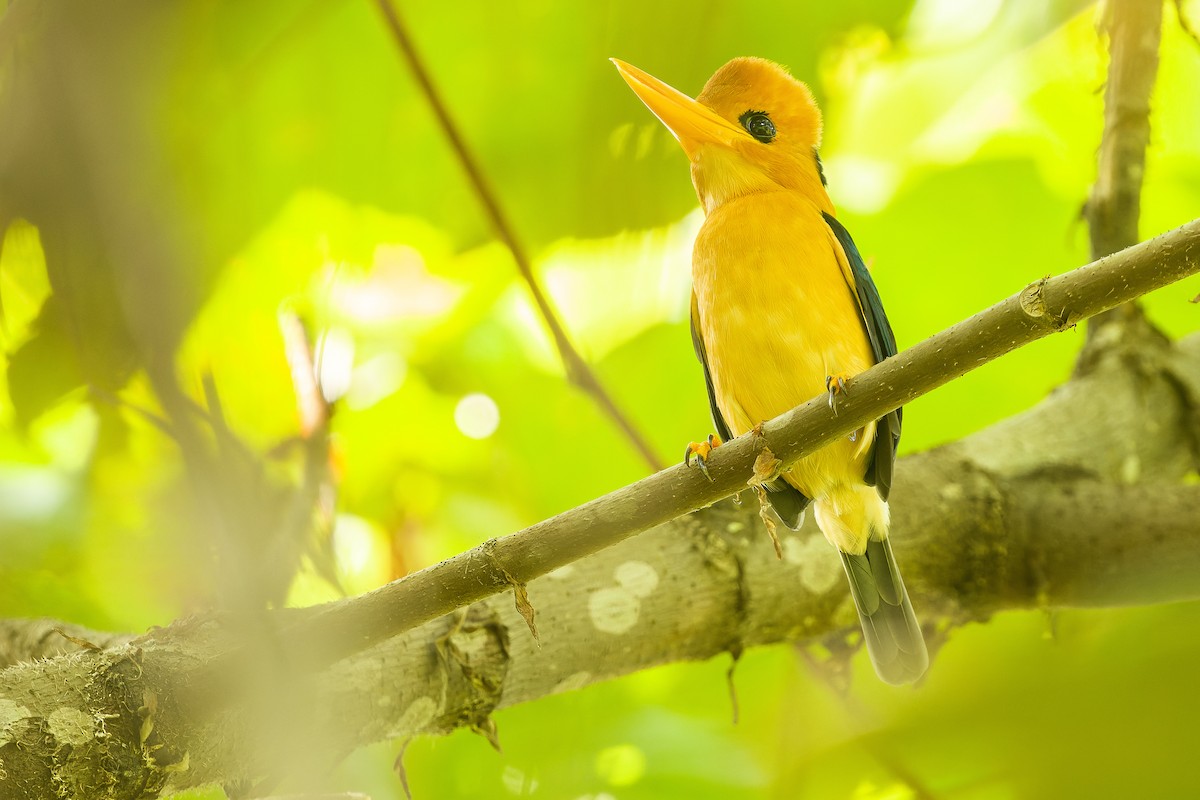 Yellow-billed Kingfisher - ML617241259