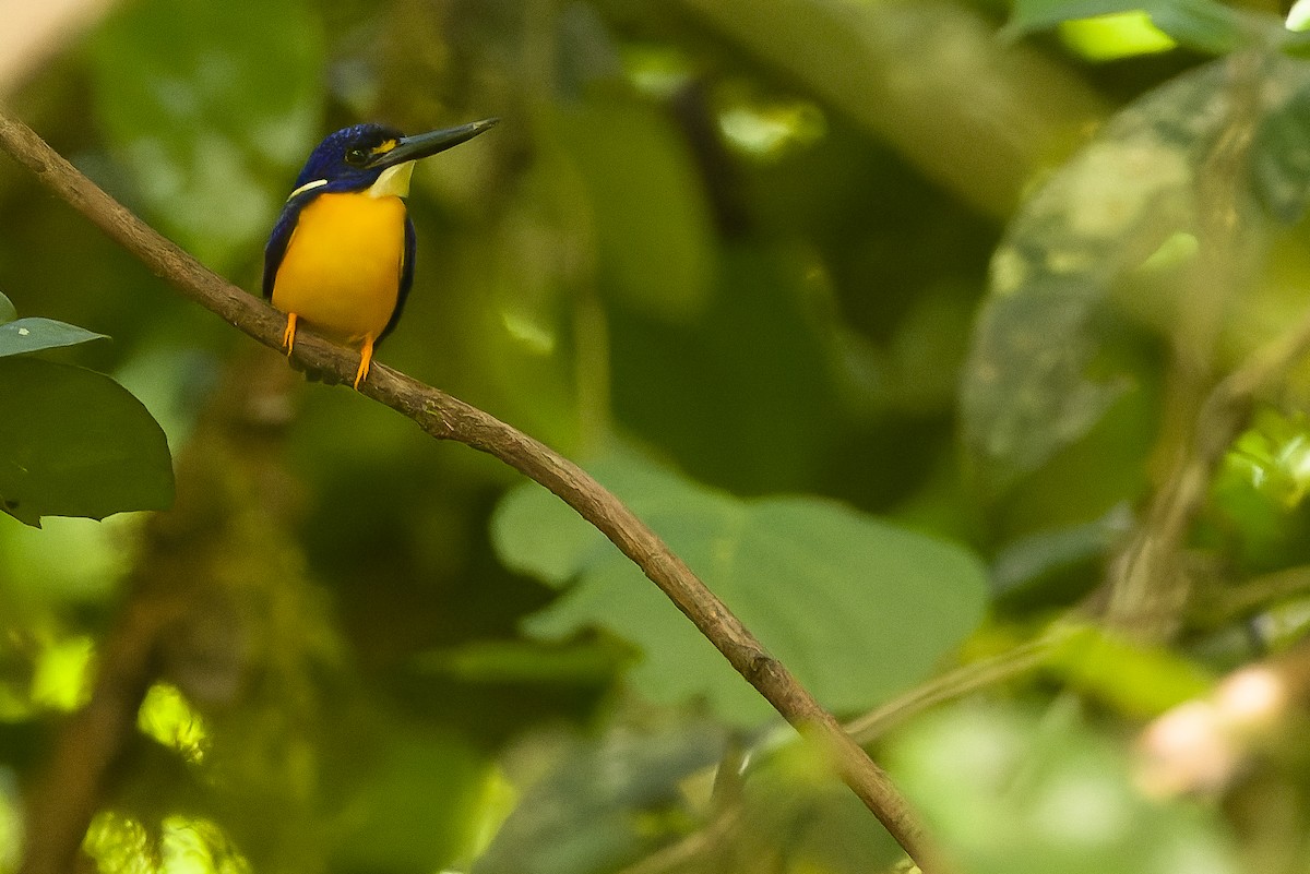 Papuan Dwarf-Kingfisher - ML617241419