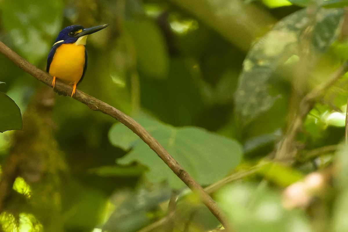 Papuan Dwarf-Kingfisher - ML617241420