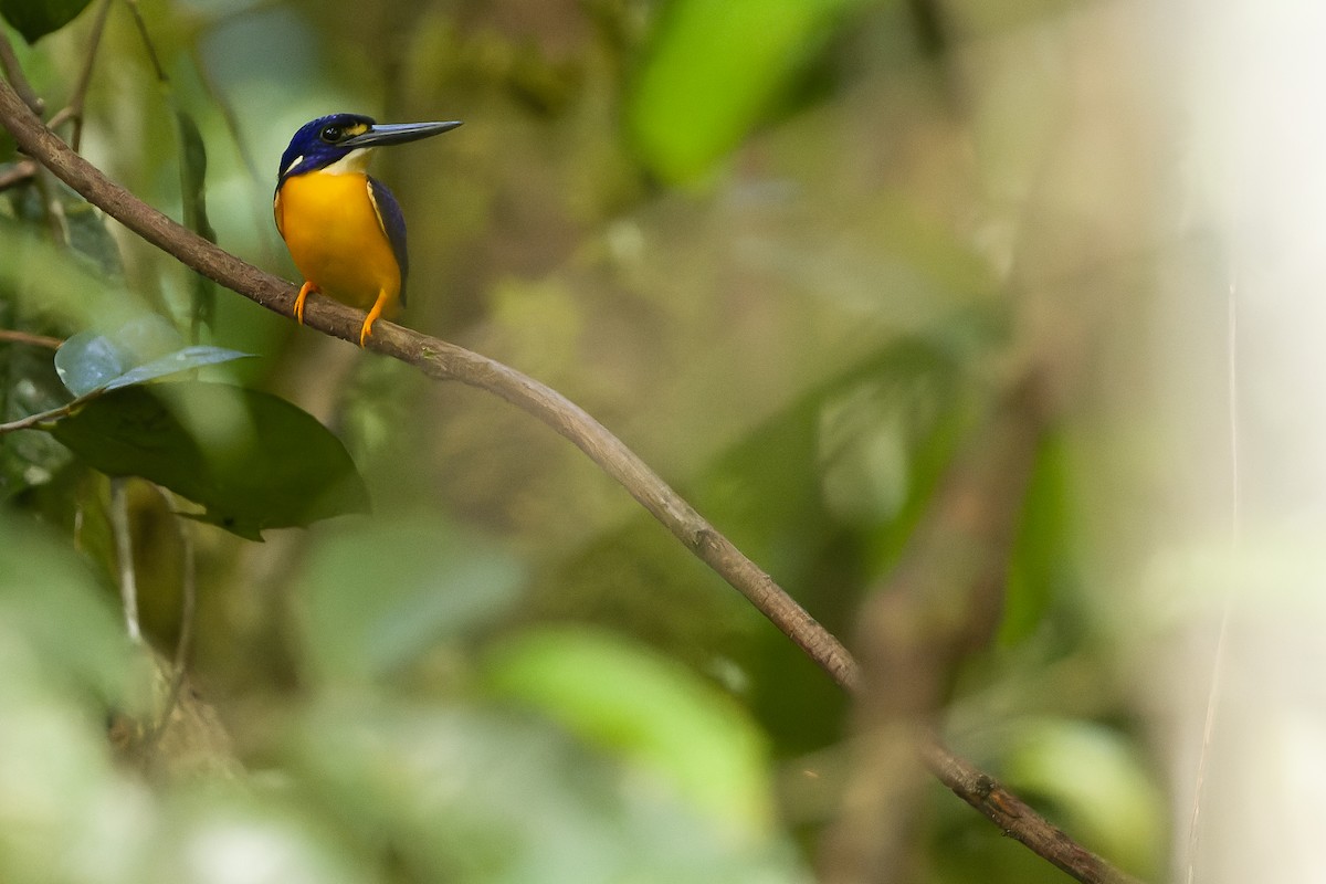 Papuan Dwarf-Kingfisher - ML617241423