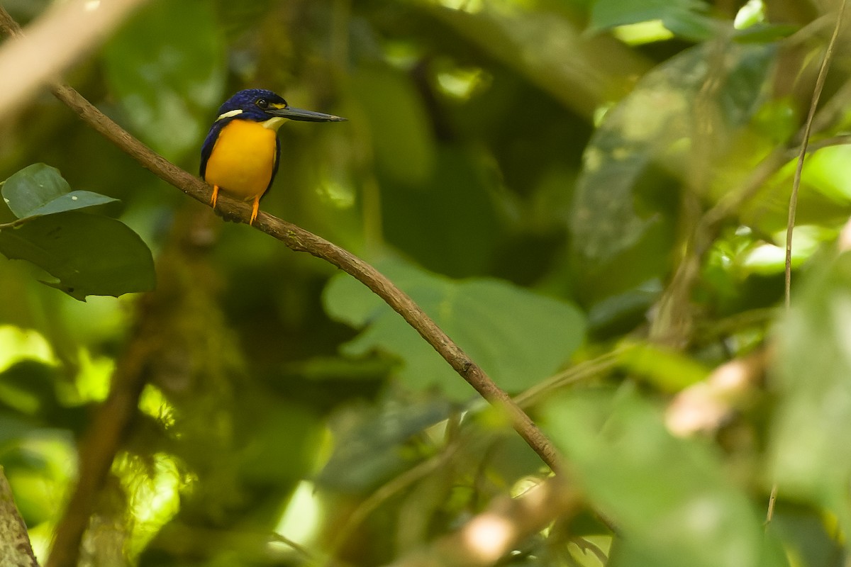 Papuan Dwarf-Kingfisher - Joachim Bertrands