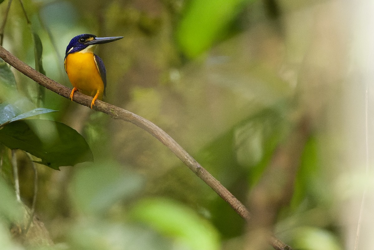 Papuan Dwarf-Kingfisher - ML617241425