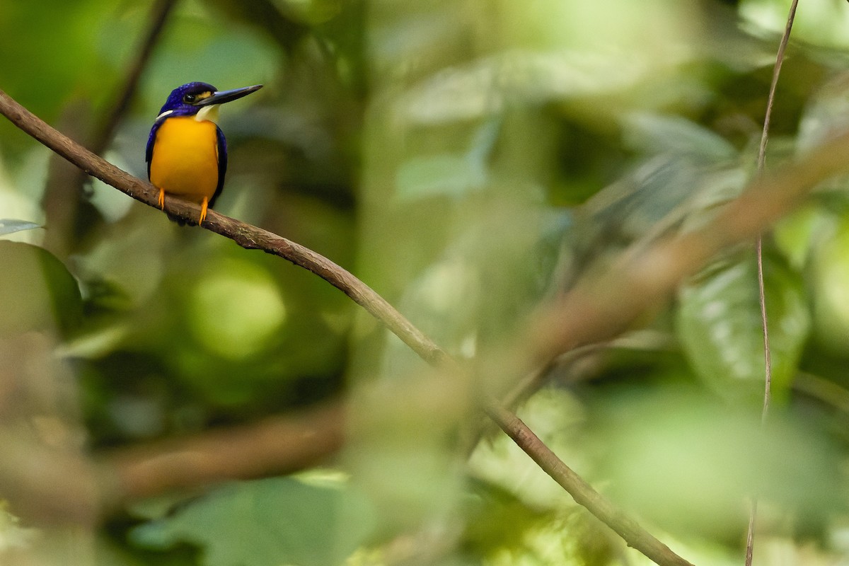 Papuan Dwarf-Kingfisher - ML617241430