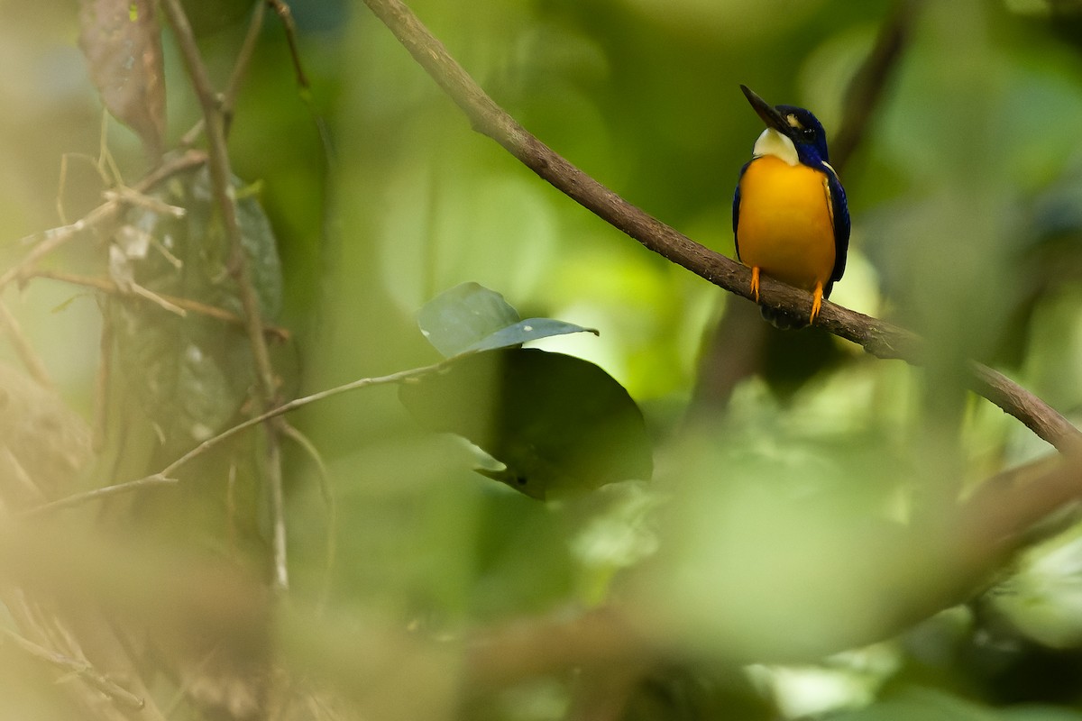 Papuan Dwarf-Kingfisher - Joachim Bertrands