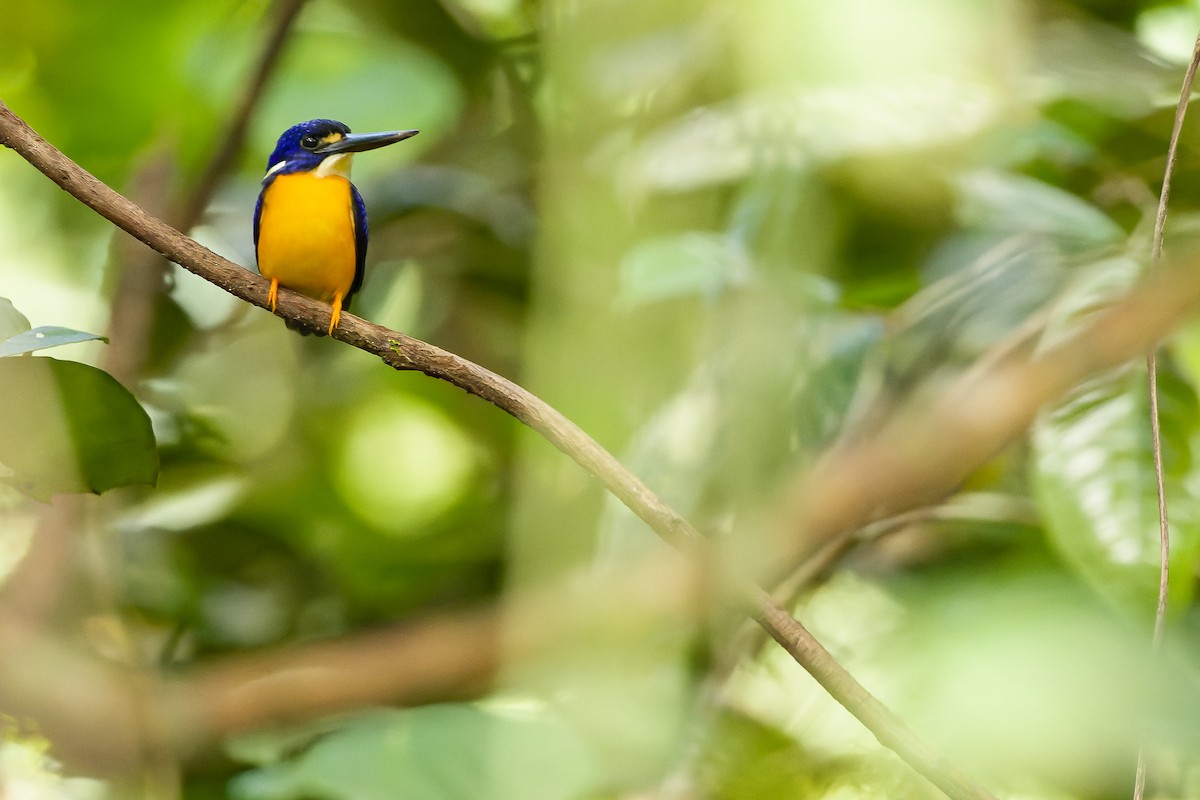 Papuan Dwarf-Kingfisher - ML617241432
