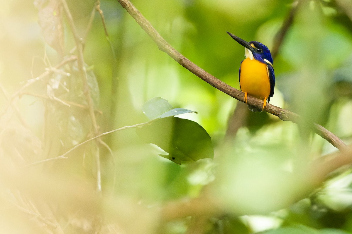 Papuan Dwarf-Kingfisher - ML617241433