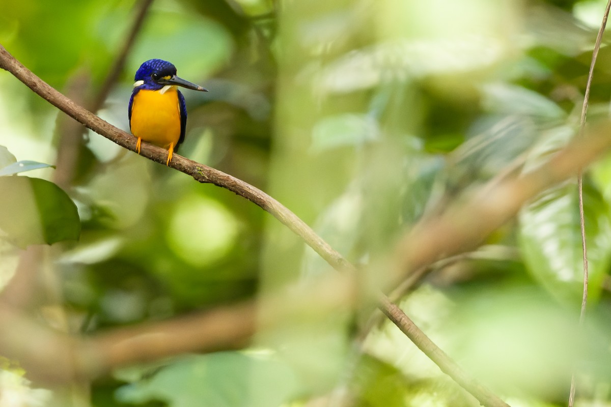 Papuan Dwarf-Kingfisher - ML617241436