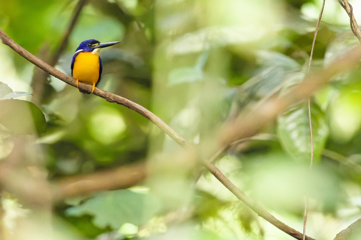 Papuan Dwarf-Kingfisher - ML617241438