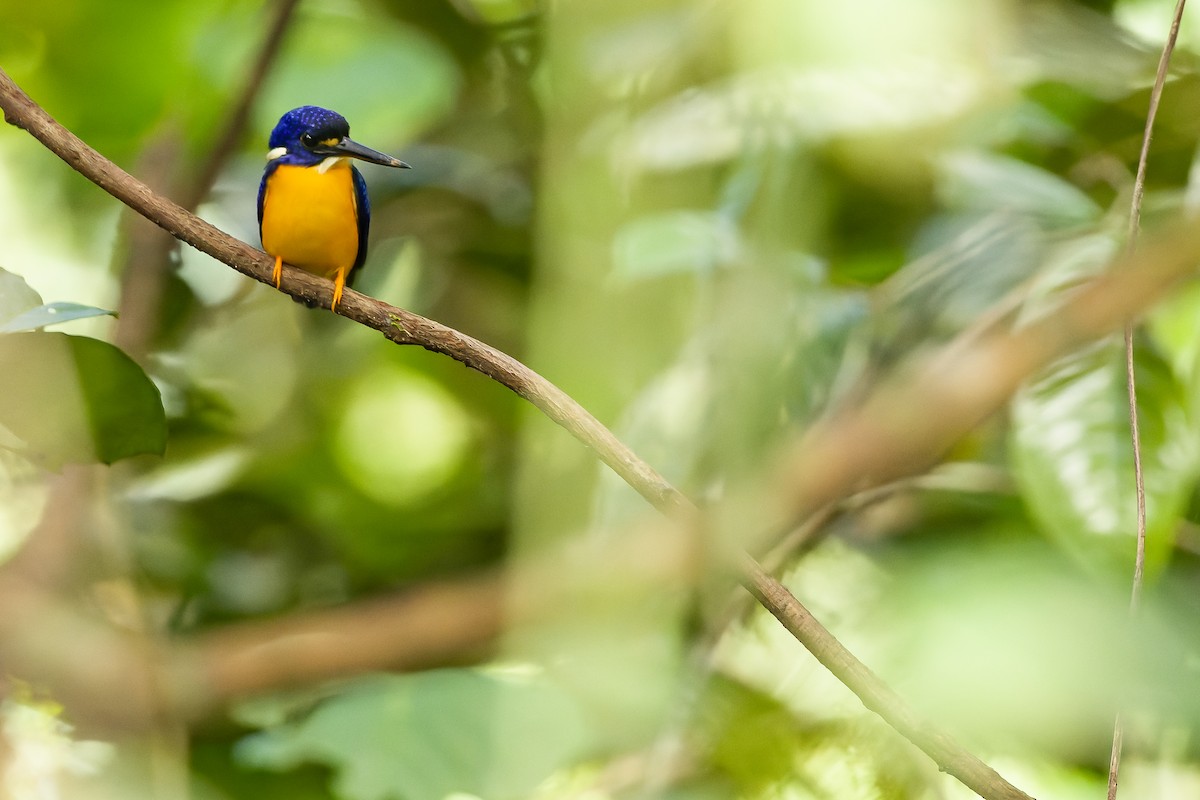 Papuan Dwarf-Kingfisher - ML617241439