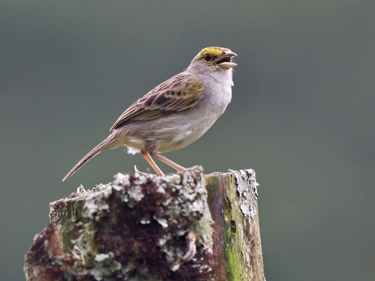 Yellow-browed Sparrow - Gabriel Willow