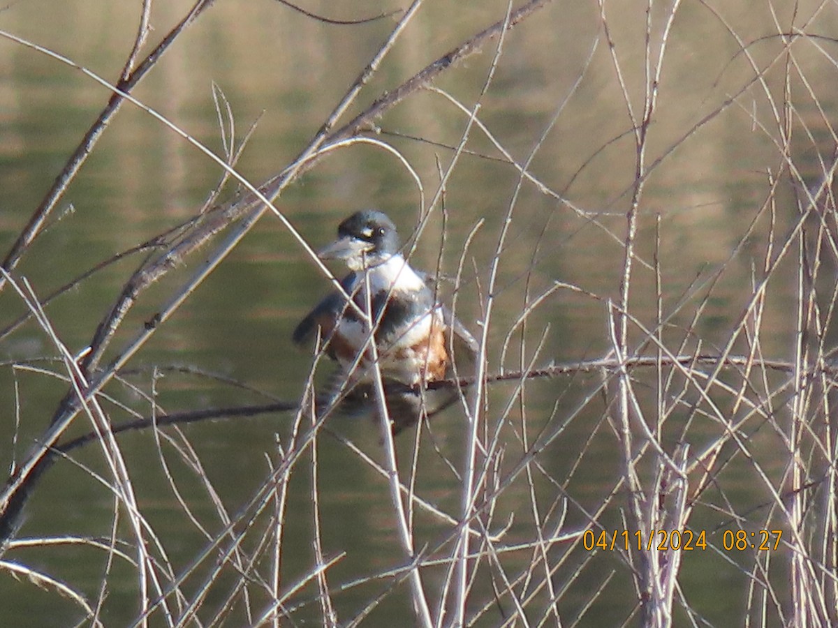 Belted Kingfisher - ML617241619
